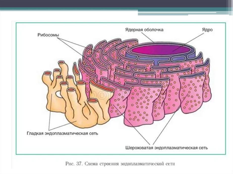 Гладкая эндоплазматическая сеть. Диктиосомы 5-20.