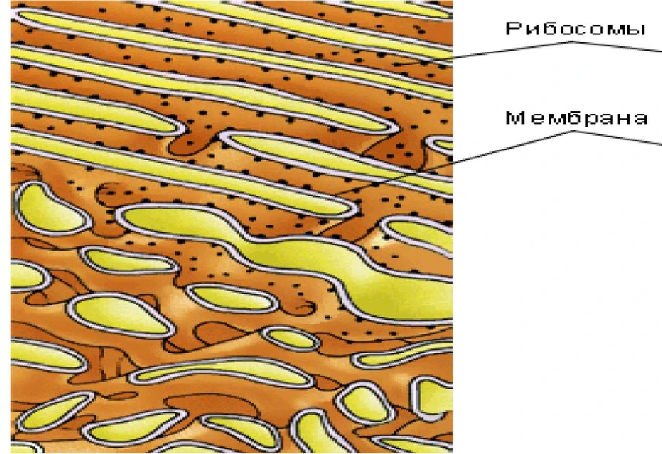 Гладкая эндоплазматическая сеть рисунок