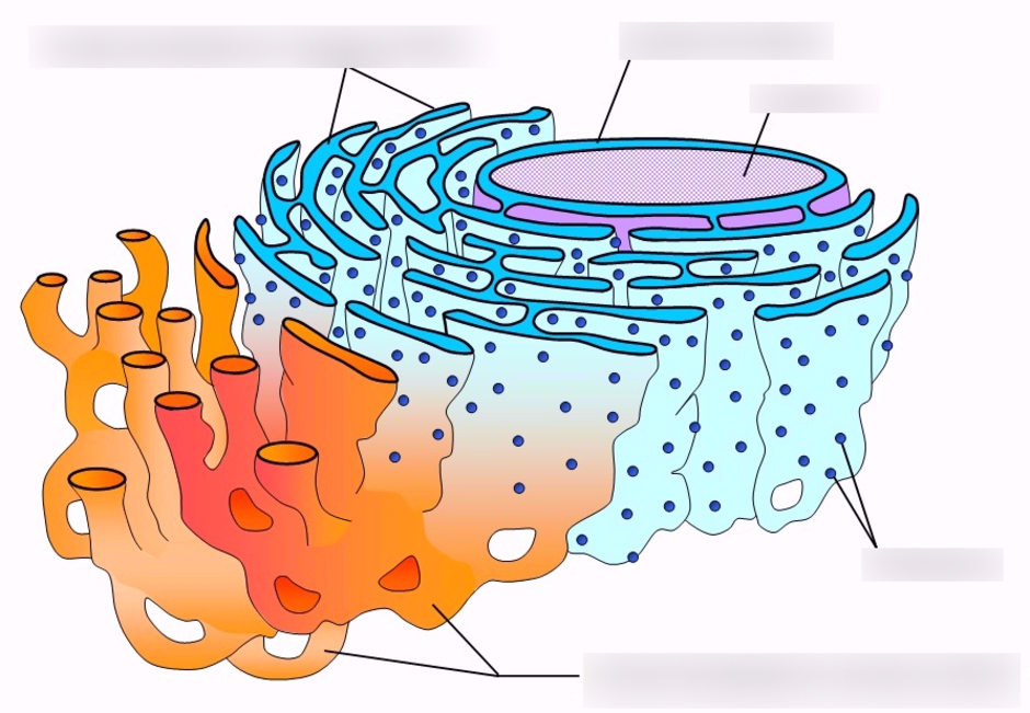 Эндоплазматическая сеть на рисунке