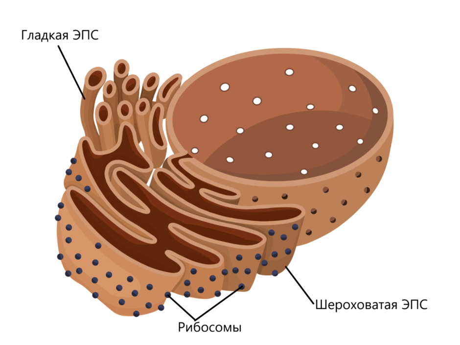 Сеть гладкий. Эндоплазматическая сеть в клетке. Гладкая эндоплазматическая сеть. Эндоплазматический ретикулум строение. Эндоплазматический ретикулум эукариотическая клетка.