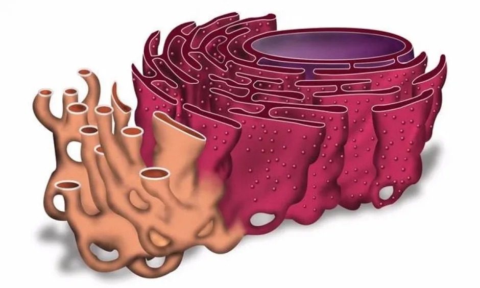 Эндоплазматическая сеть на рисунке
