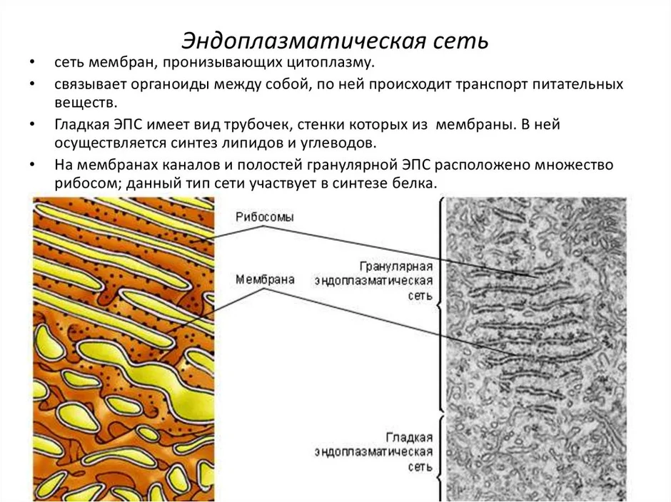 Мембрана эндоплазматической сети функции