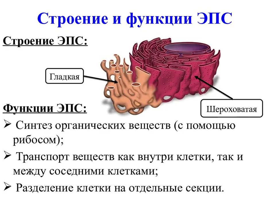 Гладкая эндоплазматическая сеть рисунок