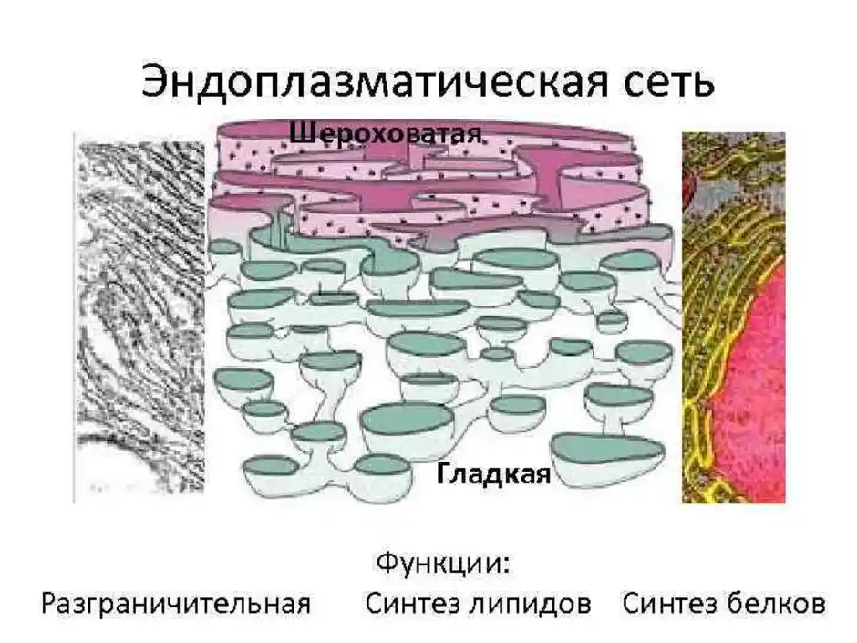 Шероховатая эпс синтез белков