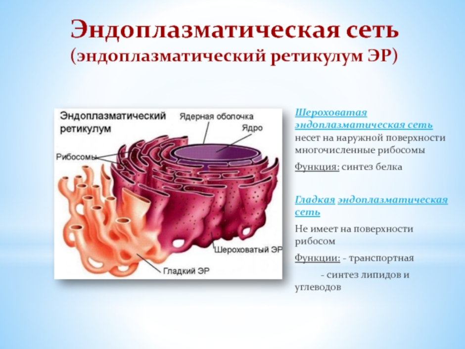 Эндоплазматическая сеть на рисунке