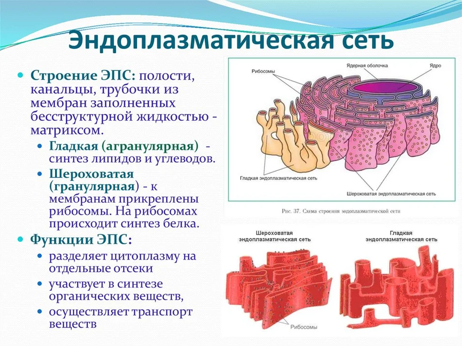 Какая структура изображена на рисунке хромосома эндоплазматическая сеть