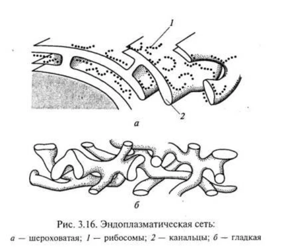 Гладкая эндоплазматическая сеть. Гладкая ЭПС схема. ЭПС гладкая и шероховатая строение. Схема гладкой эндоплазматической сети. Гладкая эндоплазматическая сеть рисунок.