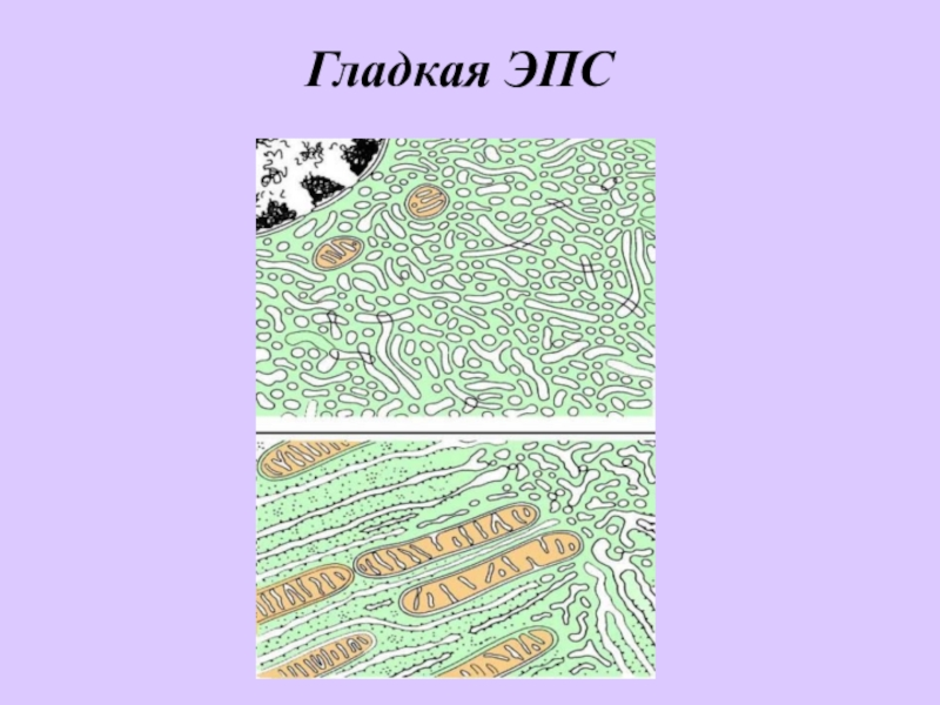 Гладкая сеть. Гладкая эндоплазматическая сеть рисунок. Гладкая ЭПС строение. Эндоплазматическая сеть рисунок гладкая и шероховатая. Гладкая и шероховатая ЭПС.