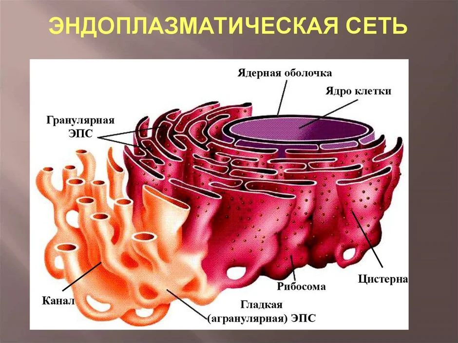 Эндоплазматическая сеть на рисунке