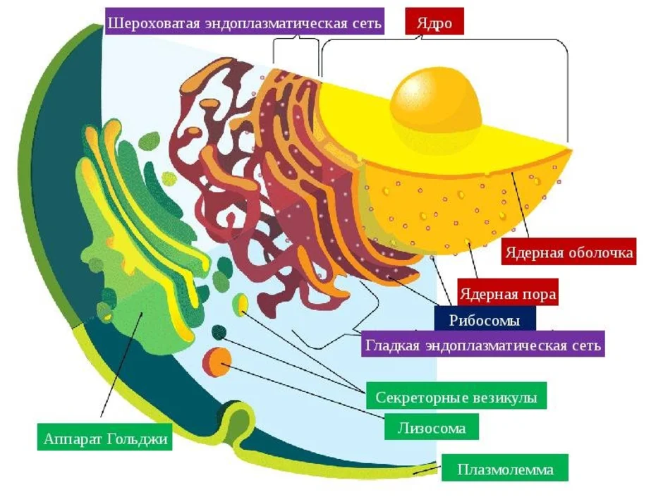 Эпс картинка егэ