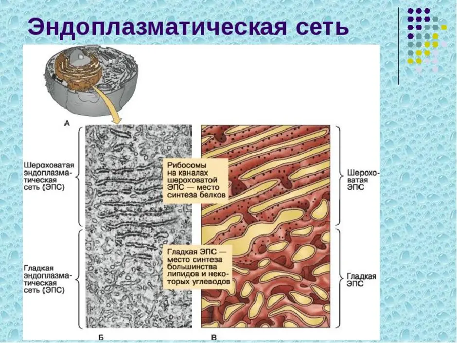 Гладкая эндоплазматическая сеть рисунок