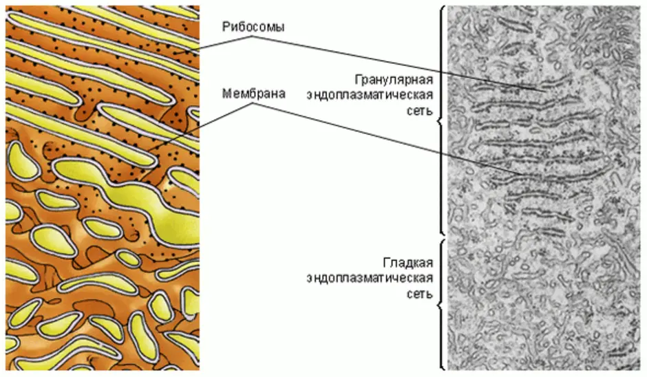 Какой органоид изображен на рисунке митохондрия комплекс гольджи