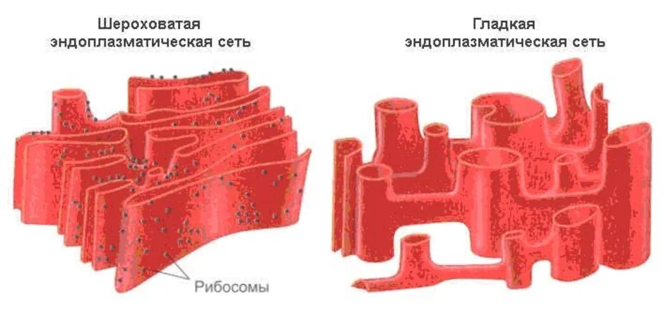 Гладкая эндоплазматическая сеть рисунок