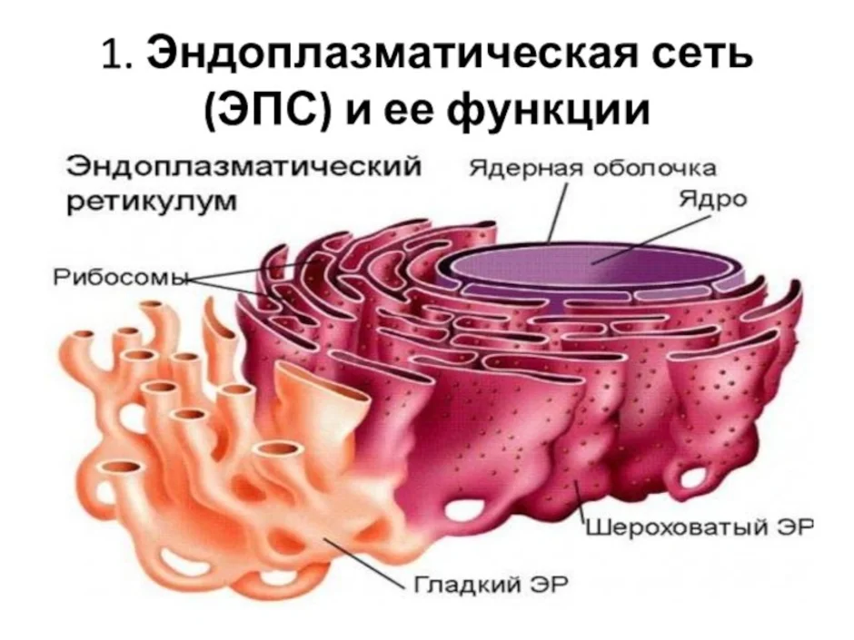 Канал эндоплазматической сети. Эндоплазматическая сеть(эндоплазматический ретикулум) функции. Гладкая эндоплазматическая сеть строение и функции. 1. Эндоплазматическая сеть.