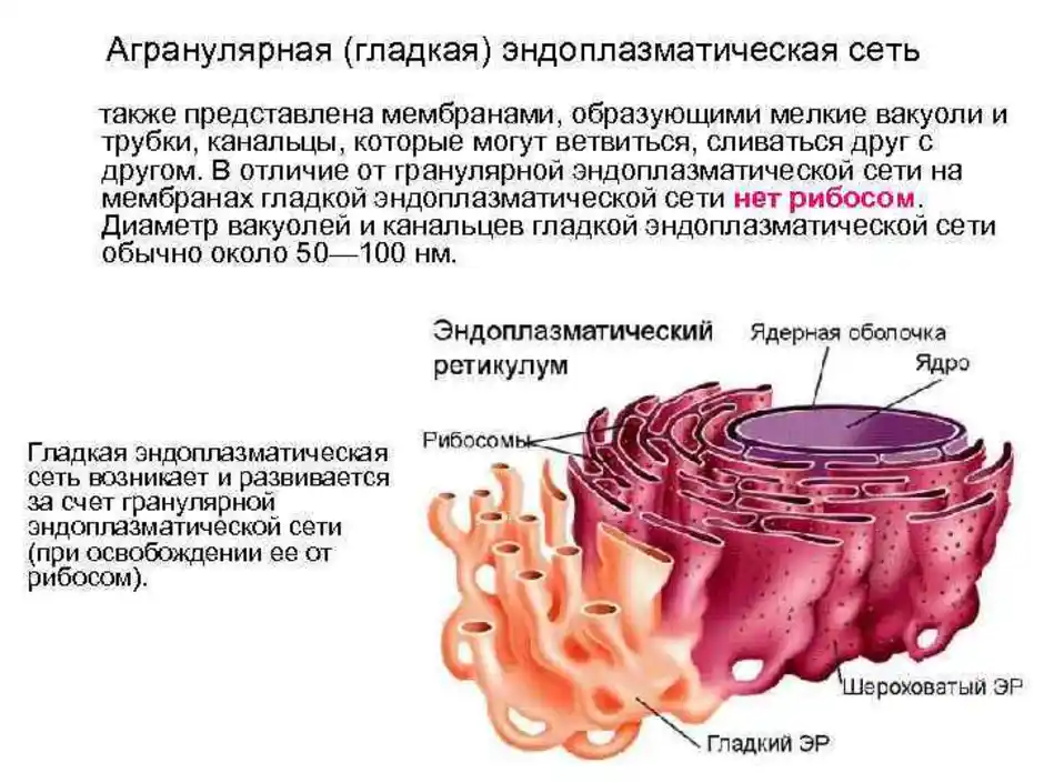 Канал эндоплазматической сети. Гранулярная эндоплазматическая сеть рисунок. Гладкая эндоплазматическая сеть рисунок. Мембраны эндоплазматической сети функции. Агранулярная эндоплазматическая сеть строение.