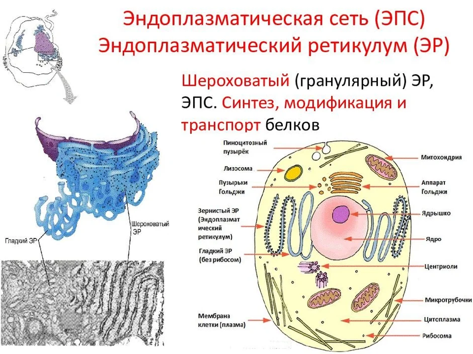 Эндоплазматическая сеть на рисунке