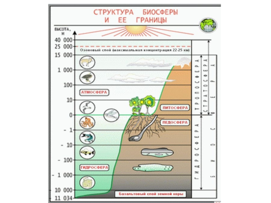 Интересный объект биосферы. Границы биосферы 9 класс биология. Структура и границы биосферы схема. Структура биосферы вещество. Структура биосферы 6 класс.