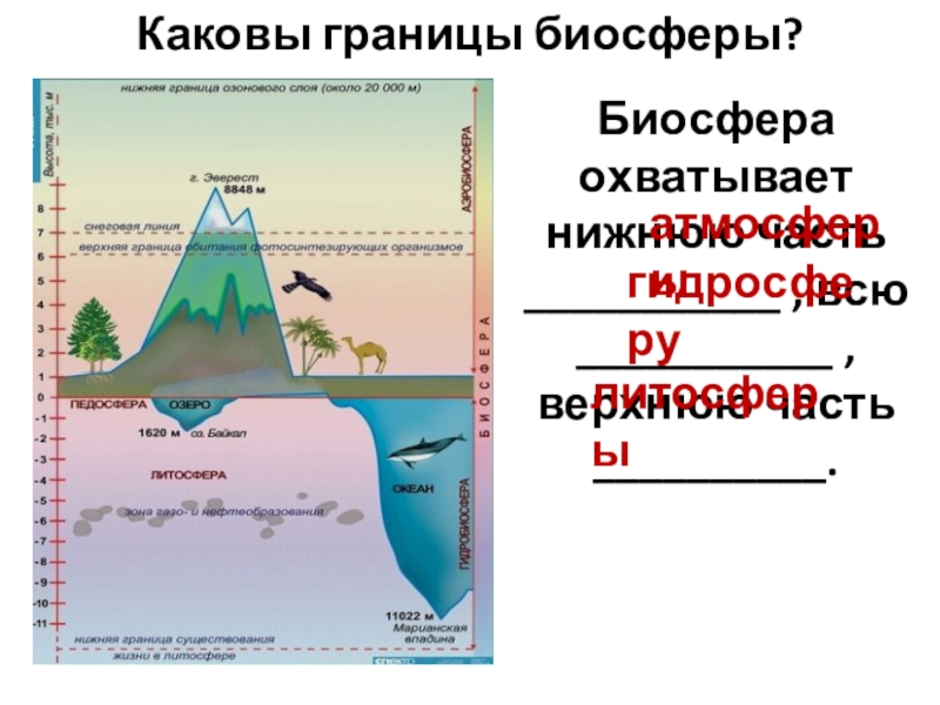 Биосфера земли картинки