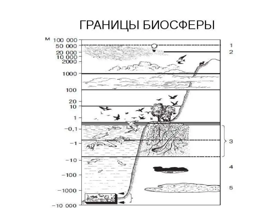 Схема границ биосферы 6 класс