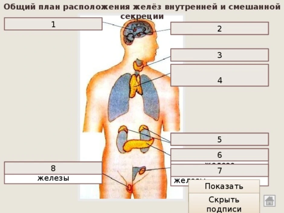 Чем характеризуются железы смешанной секреции. Расположение желез. Железы внутренней секреции расположение. Расположение желез смешанной секреции. Железо внутренней смешанной секреции.