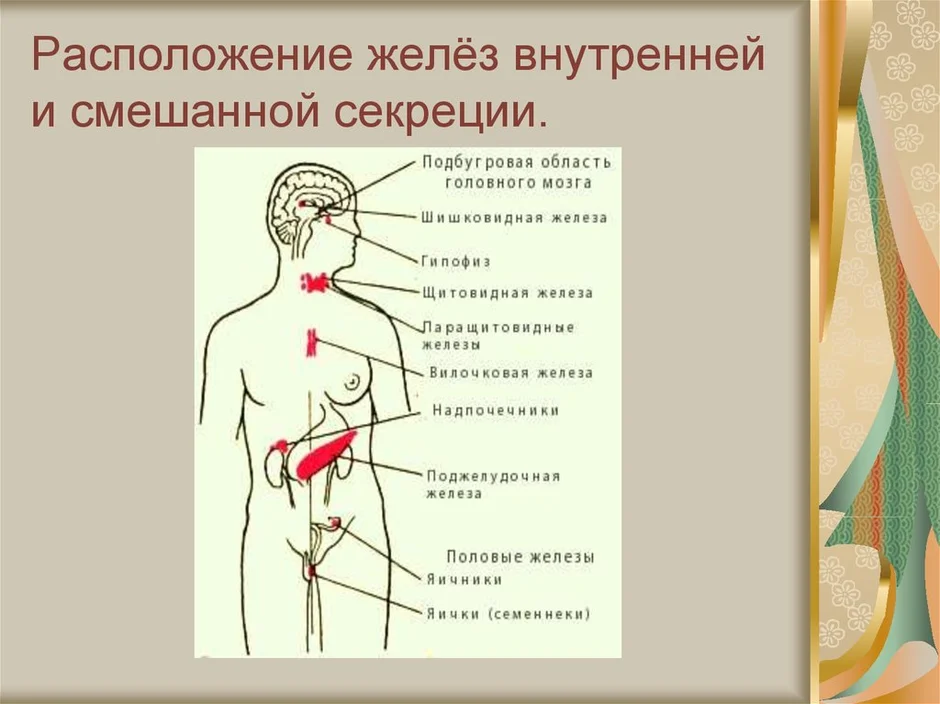 Схема железы внутренней секреции внешней секреции смешанной секреции