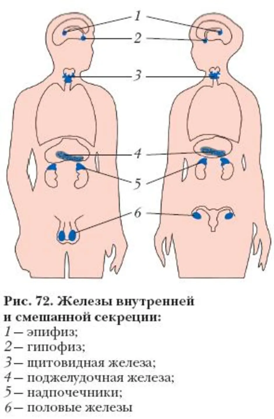 Схема железы внешней секреции