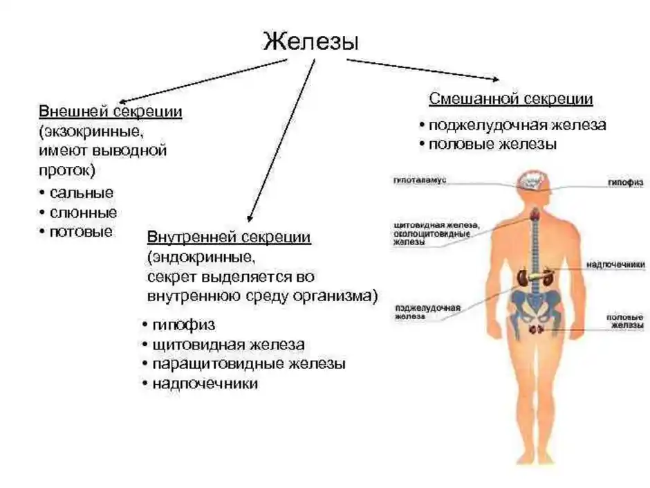 Как называют женскую железу. Смешанные железы эндокринной системы. Эндокринная система внешней секреции. Схема железы внешней внутренней и смешанной секреции. Эндокринная система железы внешней секреции.