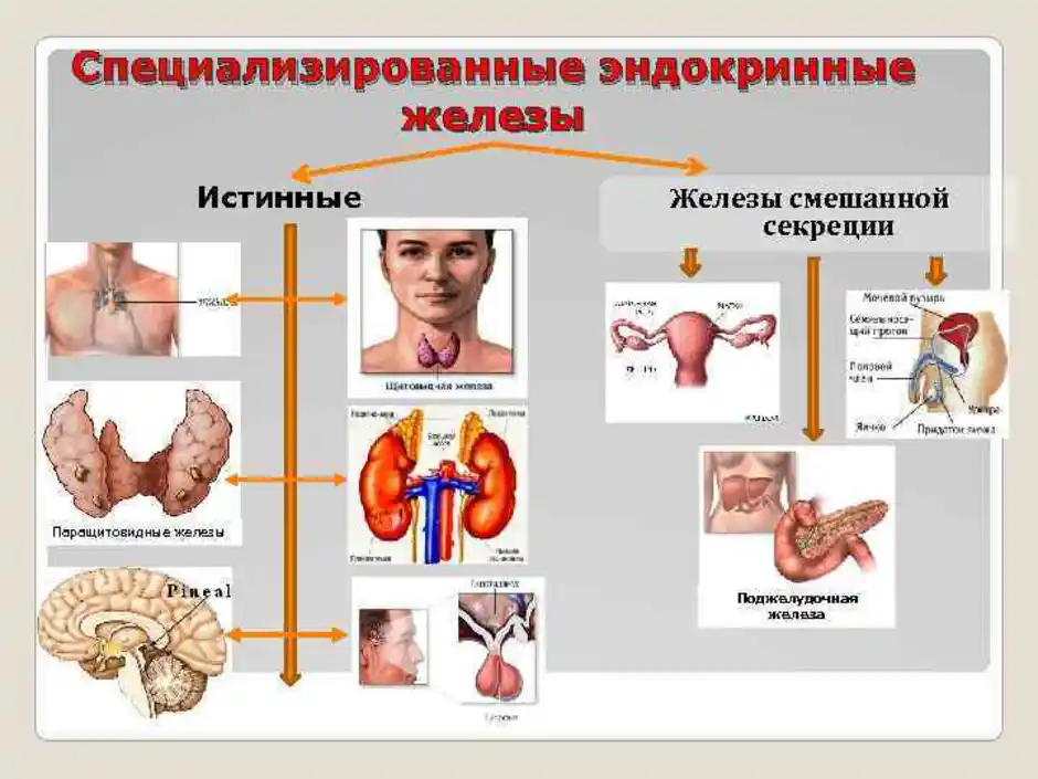 Эндокринная система. Эндокринные железы. Схема желез эндокринной системы. Эндокринная система железы внутренней секреции.