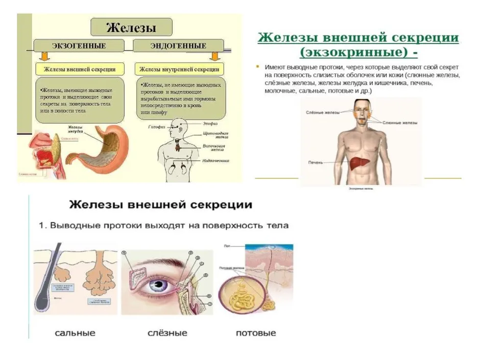 Железы внутренней и смешанной секреции рисунок