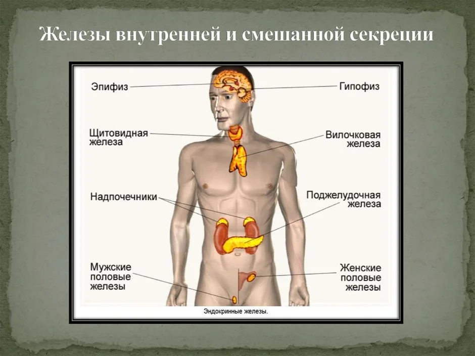 Расположение желез внутренней и смешанной секреции рисунок