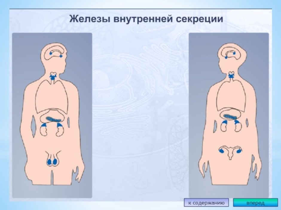 Железы рисунки. Железы наружной и внутренней секреции. Железы внутренней секреции и внешней секреции и смешанной секреции. Зарисовать железы внутренней секреции. Месторасположение желез внутренней секреции рисунок.