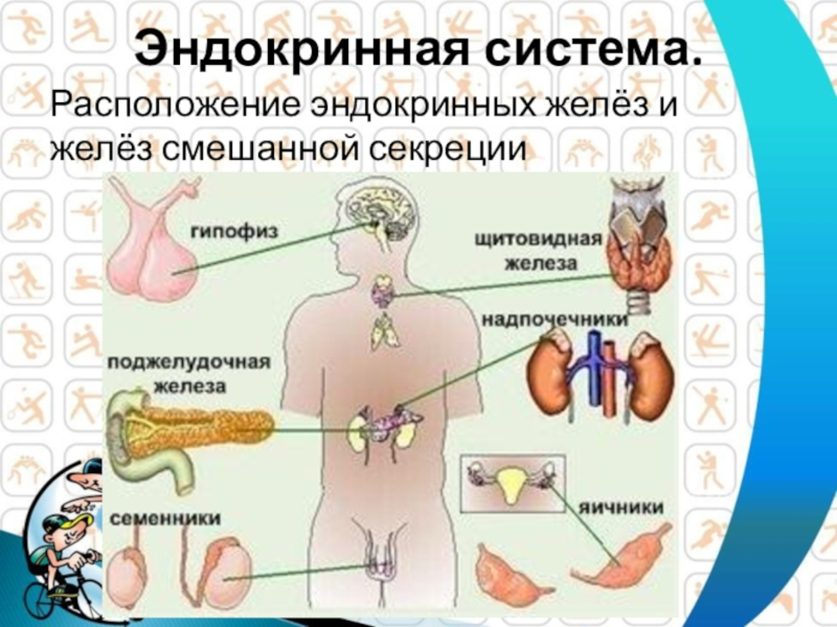 Железы внутренней секреции картинки