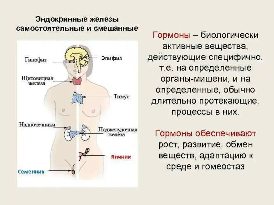 Железы внутренней секреции человека презентация