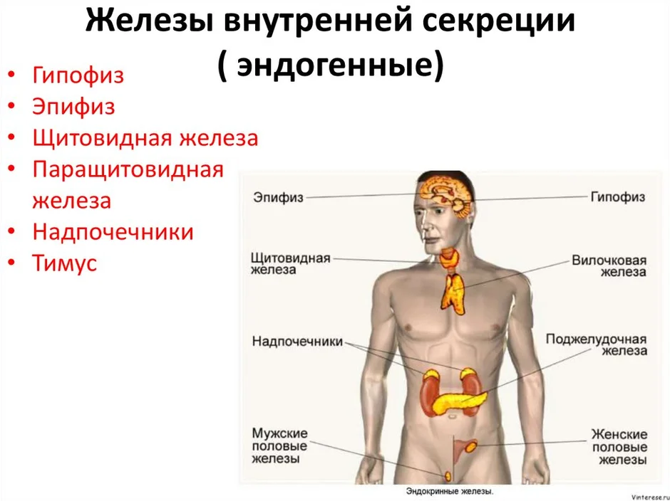 Схема железы внутренней секреции и их функции