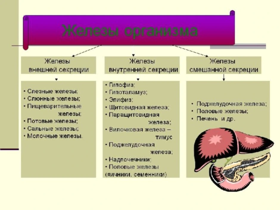 Основные группы желез. Железы внешней внутренней и смешанной секреции. Эндокринная система железы внутренней и внешней секреции. Схема желез смешанной секреции. Характеристики желез и типы желез.