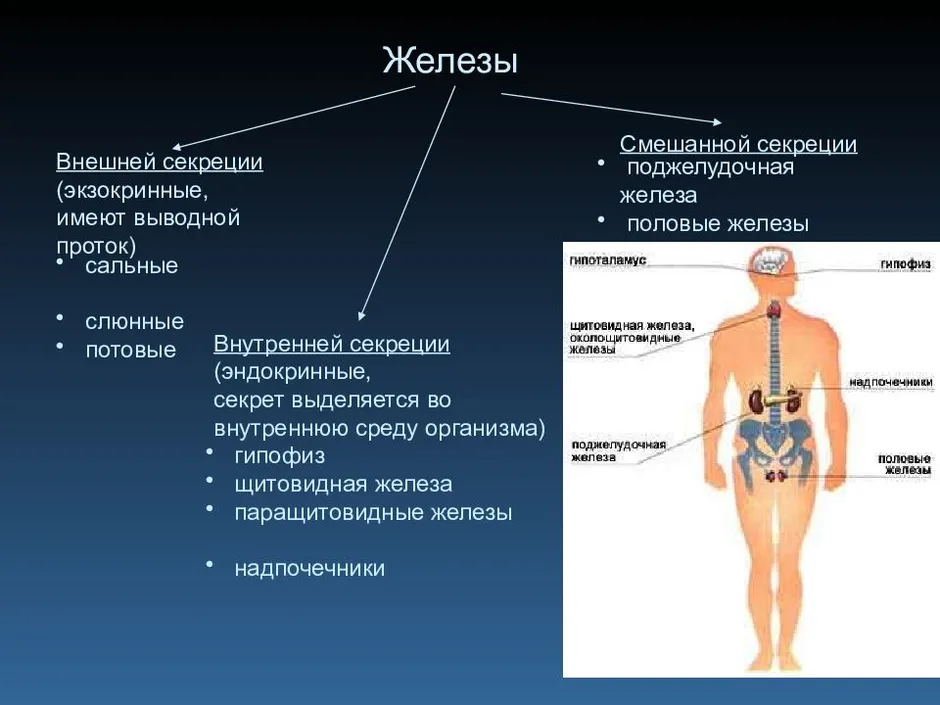 Железы внутренней смешанной и внешней секреции схема