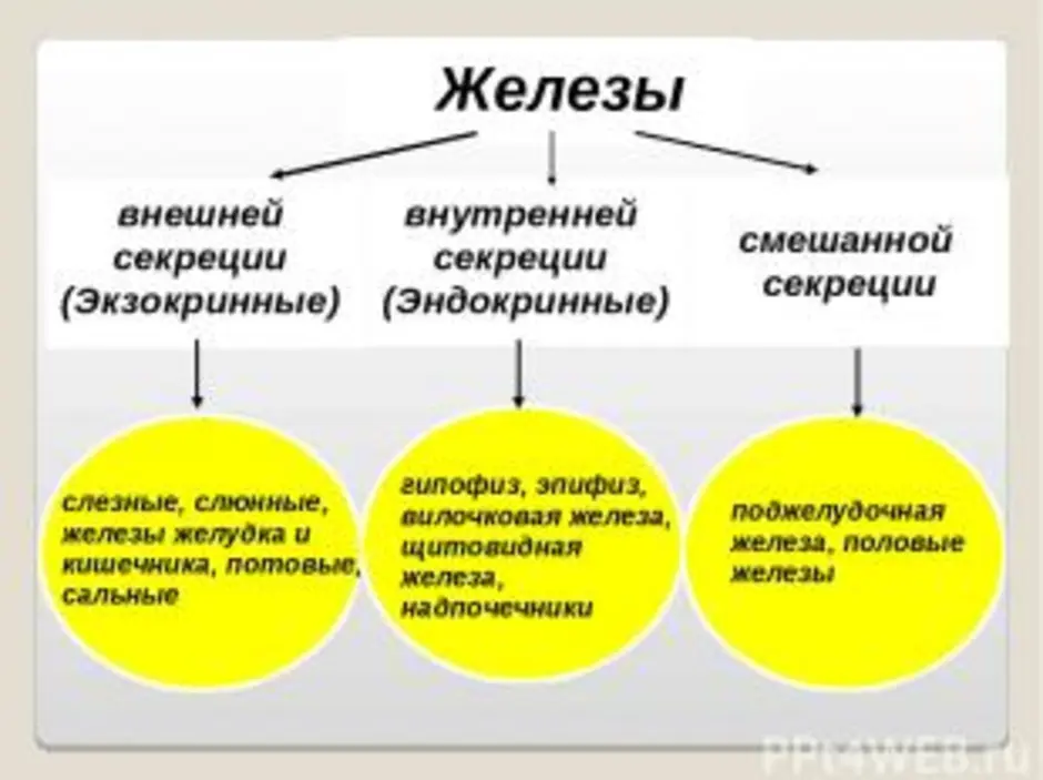 Внутренние и внешние секреции таблица