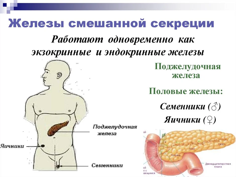 Какой гормон вырабатывают железы внутренней секреции обозначенные на рисунке