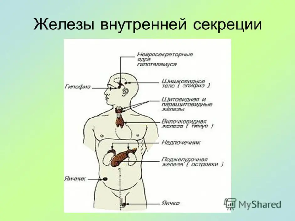 Железы 8 класс. Функции желез внутренней секреции эндокринные. Железы внутренней секреции презентация 8 класс биология. Характеристика строения и желез внутренней секреции. Железы внутренней секреции секретируют:.