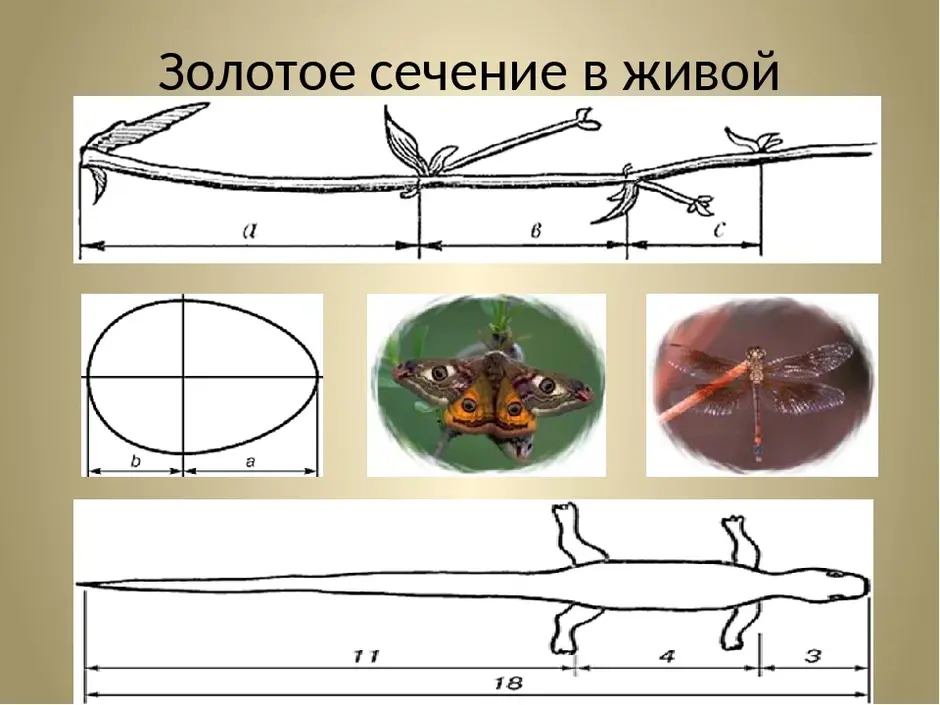 Золотое сечение картинки примеры