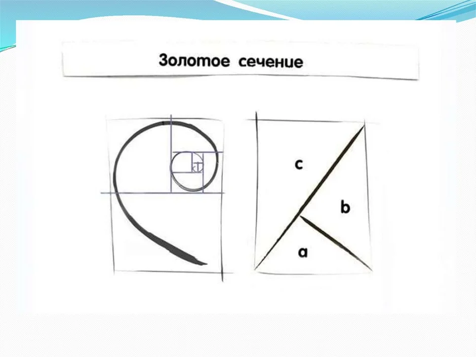 Золотое сечение в рисунке правило