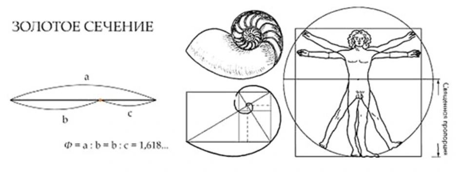 Золотое сечение в теле человека проект по математике