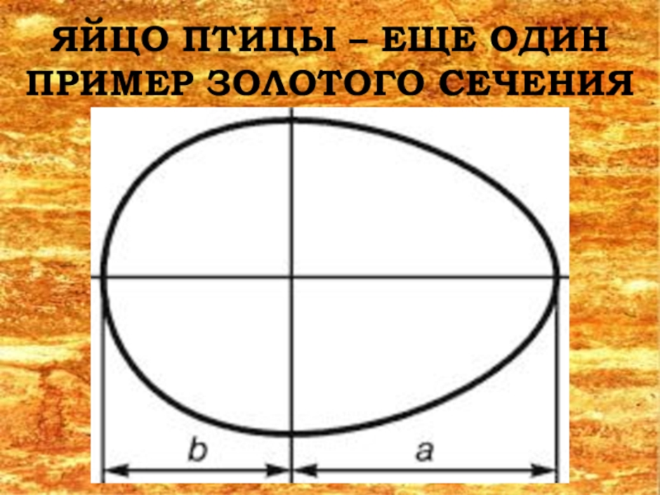 Золотое сечение картинки примеры