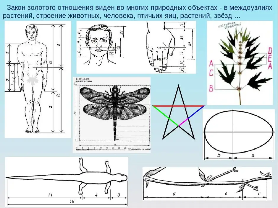 Золотое сечение рисунок