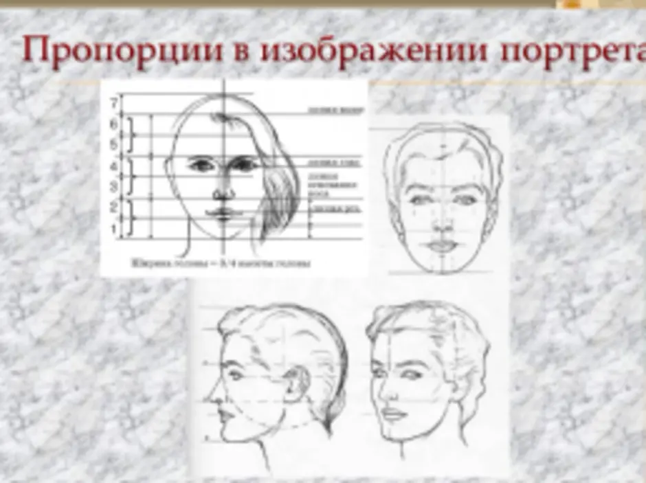 Пропорции головы 6 класс изо. Портрет по пропорциям. Портрет пропорции. Портрет пропорции лица. Портрет пропорции схема.