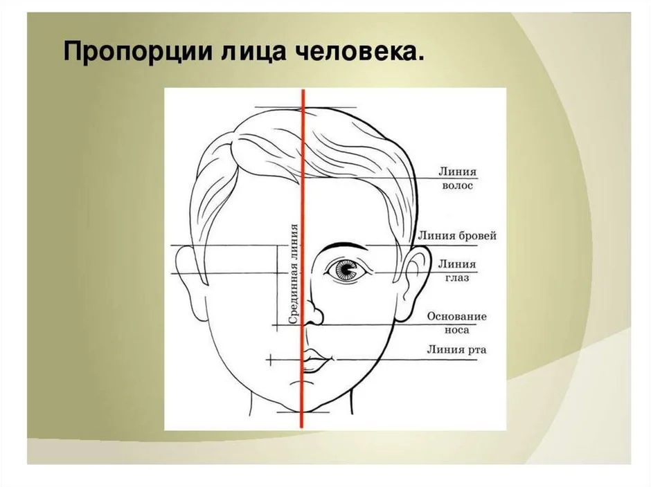 Портрет человека презентация 3 класс. Пропорции лица. Пропорции лица человека схема. Пропорции лица человека рисунок. Изо пропорции лица человека.