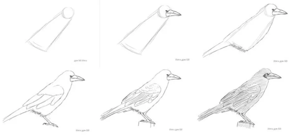 Как нарисовать грача карандашом поэтапно для детей