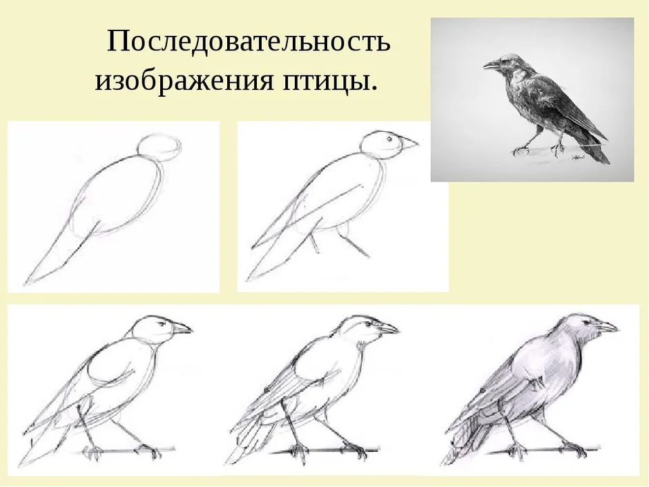 Птица грач картинки как рисовать