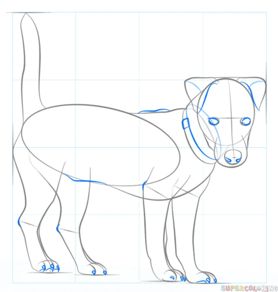 Как рисовать собаку джек рассел терьер