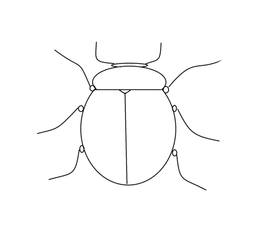Как нарисовать жука легко